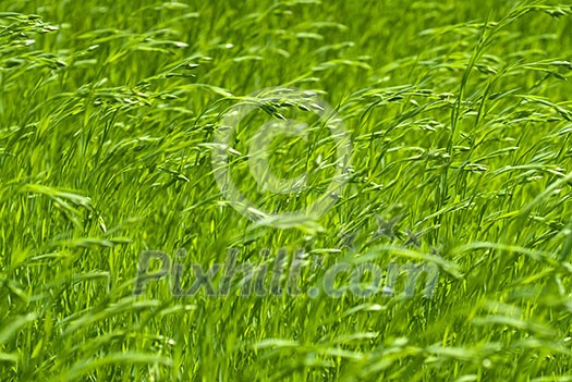 green flax green flax