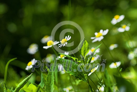 white chamomiles on green sunny meadow