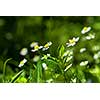 white chamomiles on green sunny meadow