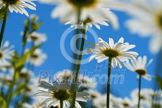 white chamomiles against blue sky white chamomiles against blue sky