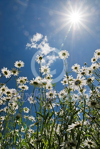 white chamomiles against blue sky and sun