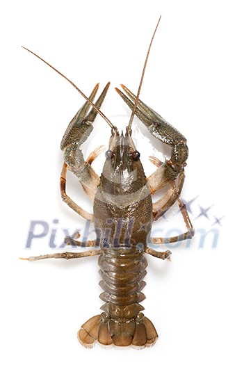 alive crayfish isolated on white