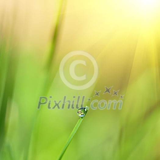 green grass with water drop and sun light green grass with water drop and sun light