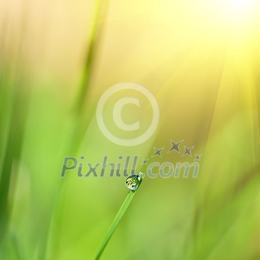 green grass with water drop and sun light