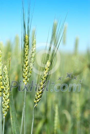 green wheat