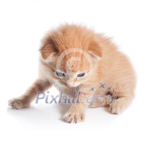 kitten looking down isolated on white