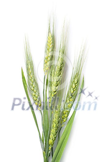 green wheat isolated on white green wheat isolated on white