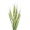 green wheat isolated on white