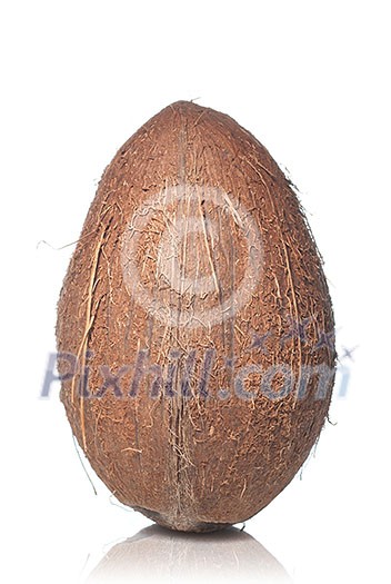 coconut isolated on white coconut isolated on white