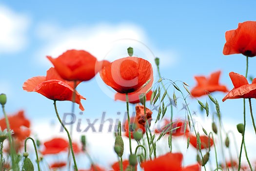 poppy against blue sky poppy against blue sky