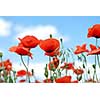 poppy against blue sky