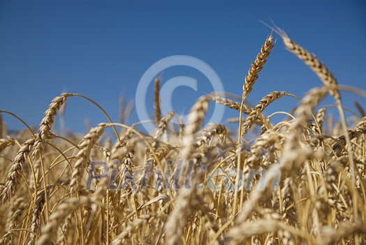 Field of gold wheat and blue sky