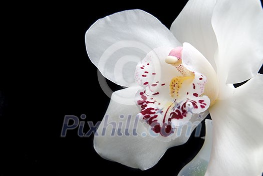 close up white orchid isolated on black close up white orchid isolated on black