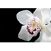 close up white orchid isolated on black