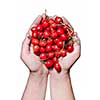 hands holding red cherry isolated on white