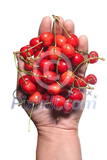hand holding red cherry isolated on white