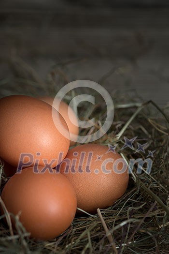 Fresh eggs in a nest