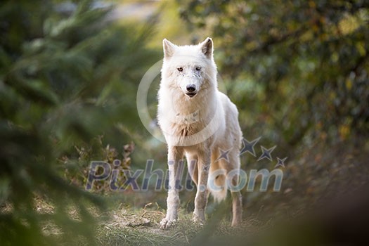 Arctic Wolf Looking at the Camera Arctic Wolf Looking at the Camera