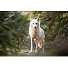 Arctic Wolf Looking at the Camera