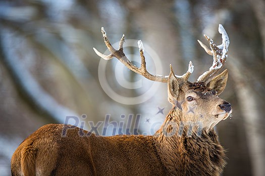 Bull Elk Bugling