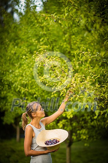 Pretty, young woman gardening in her garden, cutting branches, taking care of the fruit trees in her lovely orchard Pretty, young woman gardening in her garden, cutting branches, taking care of the fruit trees in her lovely orchard