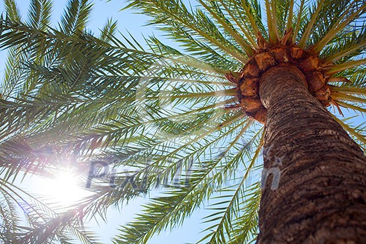 Top of palm trees on blue sky background