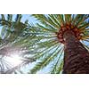 Top of palm trees on blue sky background