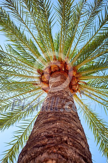Perspective view of a tall palm tree against a blue sky