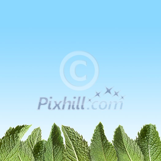 Composition of green mint leaves, presented separately above the blue sky background.Copy space , emotions, etc.