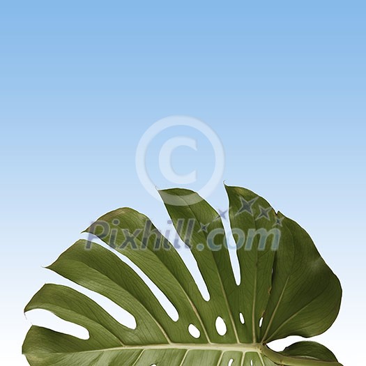 pattern of green monstera leave on a blue sky background , copy space pattern of green monstera leave on a blue sky background , copy space