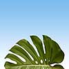 pattern of green monstera leave on a blue sky background , copy space