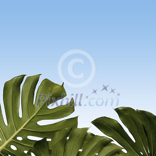 pattern of monstera leaves on a blue sky background , copy space pattern of monstera leaves on a blue sky background , copy space