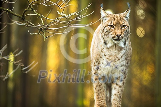 Eurasian Lynx (Lynx lynx) Eurasian Lynx (Lynx lynx)