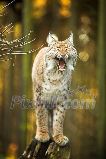 Eurasian Lynx (Lynx lynx) Eurasian Lynx (Lynx lynx)