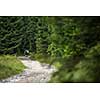 People hiking - going through a lovely alpine forest path