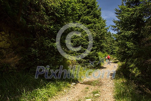 People hiking - going through a lovely alpine forest path People hiking - going through a lovely alpine forest path