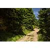 People hiking - going through a lovely alpine forest path