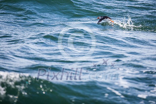 Puffin (Fratercula arctica), Isle of May, Scotland Puffin (Fratercula arctica), Isle of May, Scotland