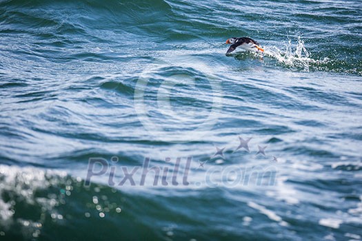 Puffin (Fratercula arctica), Isle of May, Scotland