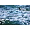 Puffin (Fratercula arctica), Isle of May, Scotland