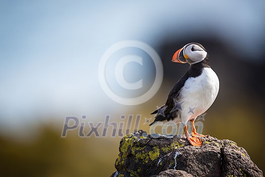 Puffin (Fratercula arctica), Isle of May, Scotland
