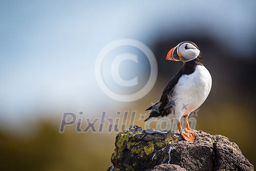 Puffin (Fratercula arctica), Isle of May, Scotland Puffin (Fratercula arctica), Isle of May, Scotland