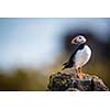 Puffin (Fratercula arctica), Isle of May, Scotland