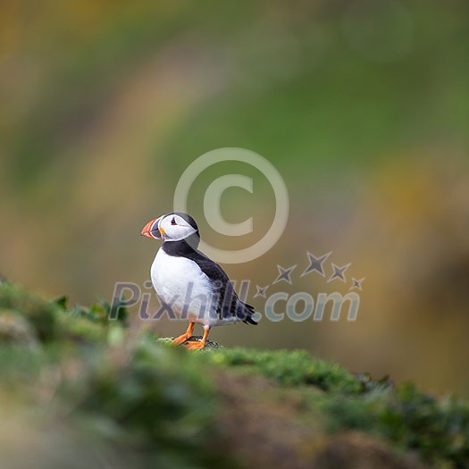 Puffin (Fratercula arctica), Isle of May, Scotland Puffin (Fratercula arctica), Isle of May, Scotland