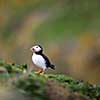 Puffin (Fratercula arctica), Isle of May, Scotland