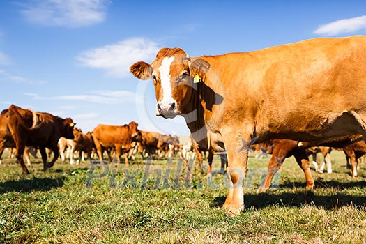 Cows grazing on a lovely green pasture