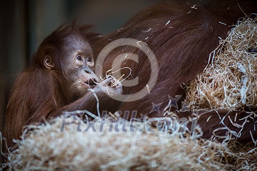 Stare of an orangutan baby, hanging on thick rope. A little great ape is going to be an alpha male. Human like monkey cub in shaggy red fur.