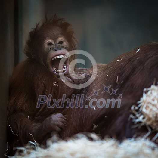 Stare of an orangutan baby, hanging on thick rope. A little great ape is going to be an alpha male. Human like monkey cub in shaggy red fur.