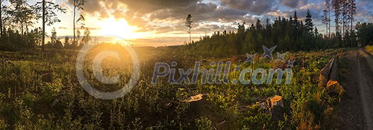 Panorama of a coniferous forest in warm late evening light with setting sun Panorama of a coniferous forest in warm late evening light with setting sun