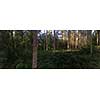 Panorama of a coniferous forest in warm late evening light with setting sun